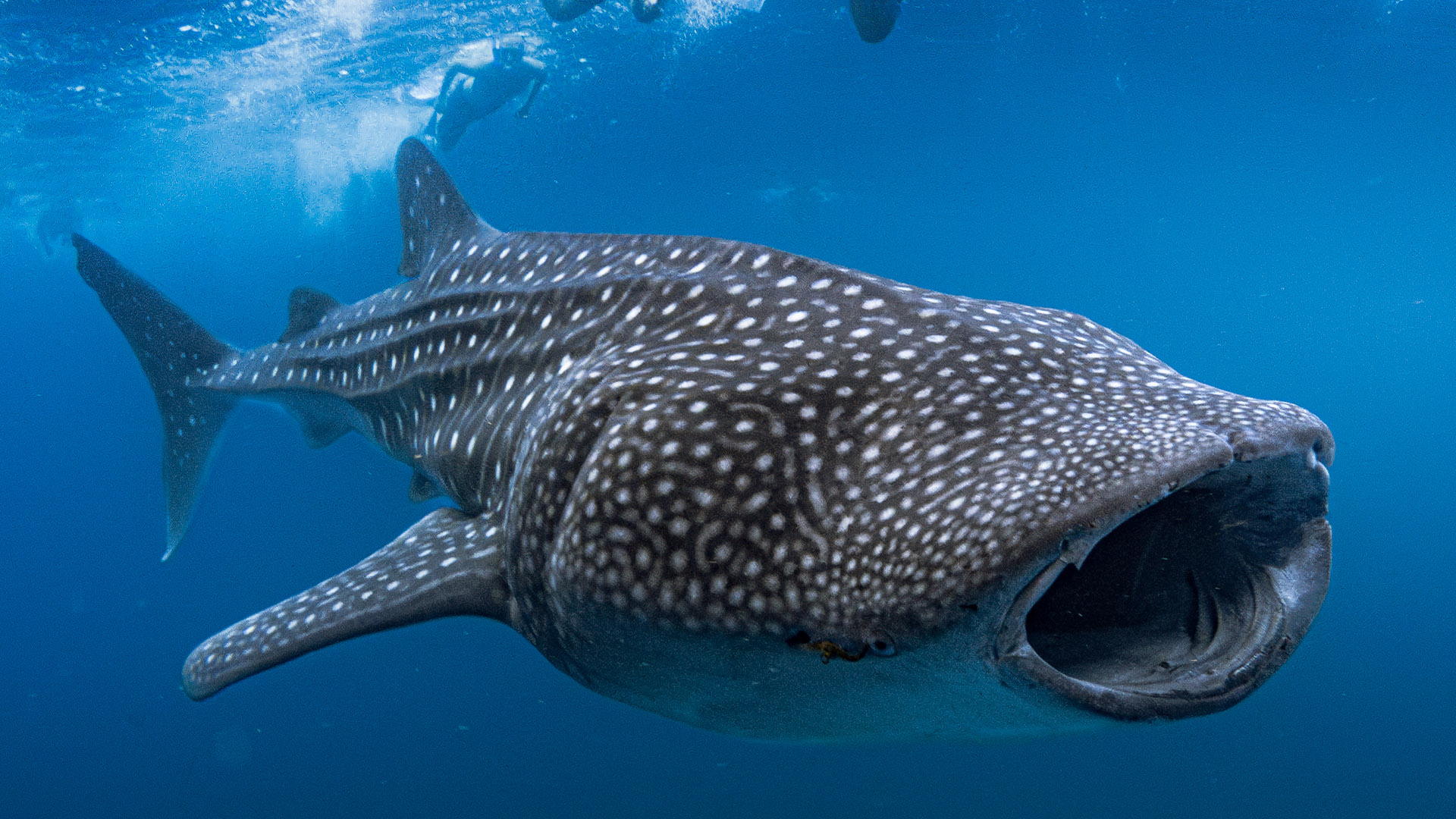 Home to Whale Sharks