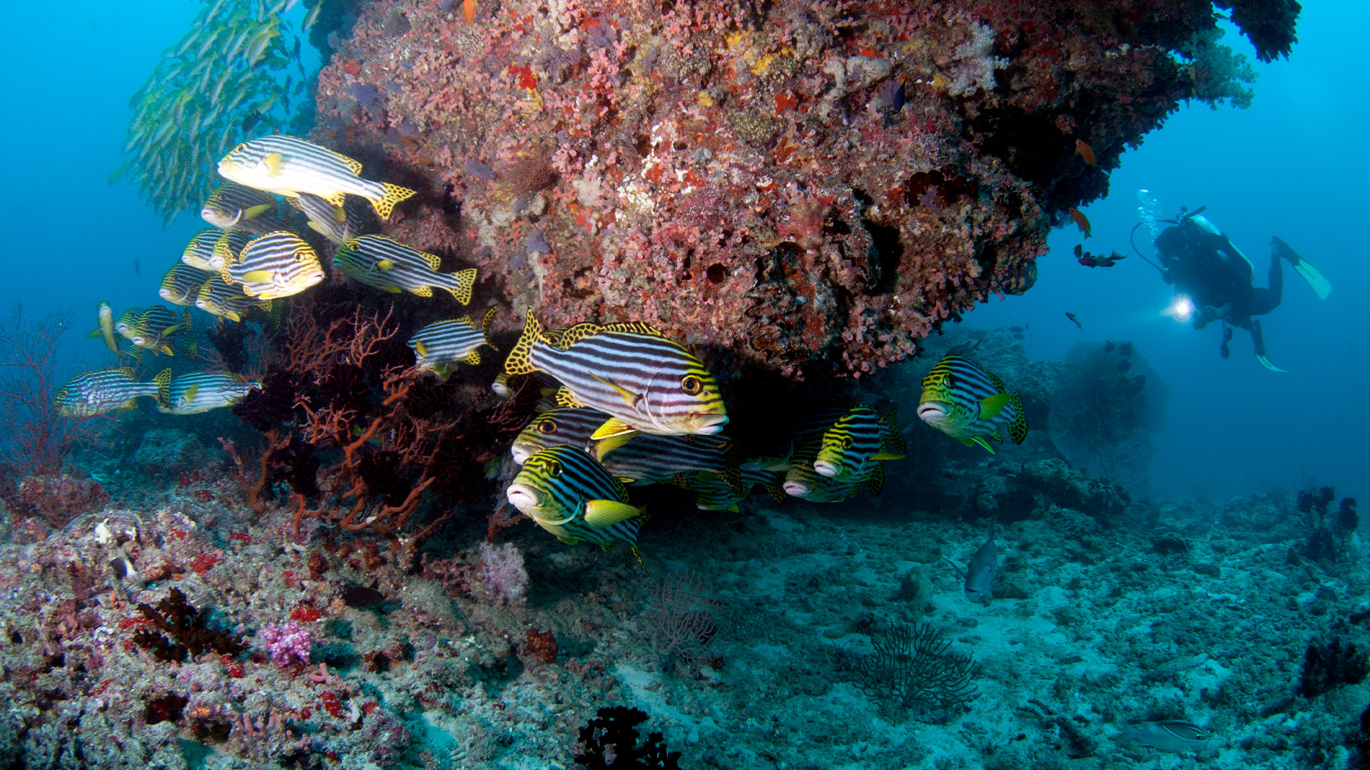 PADI Advanced Open Water Diver Course