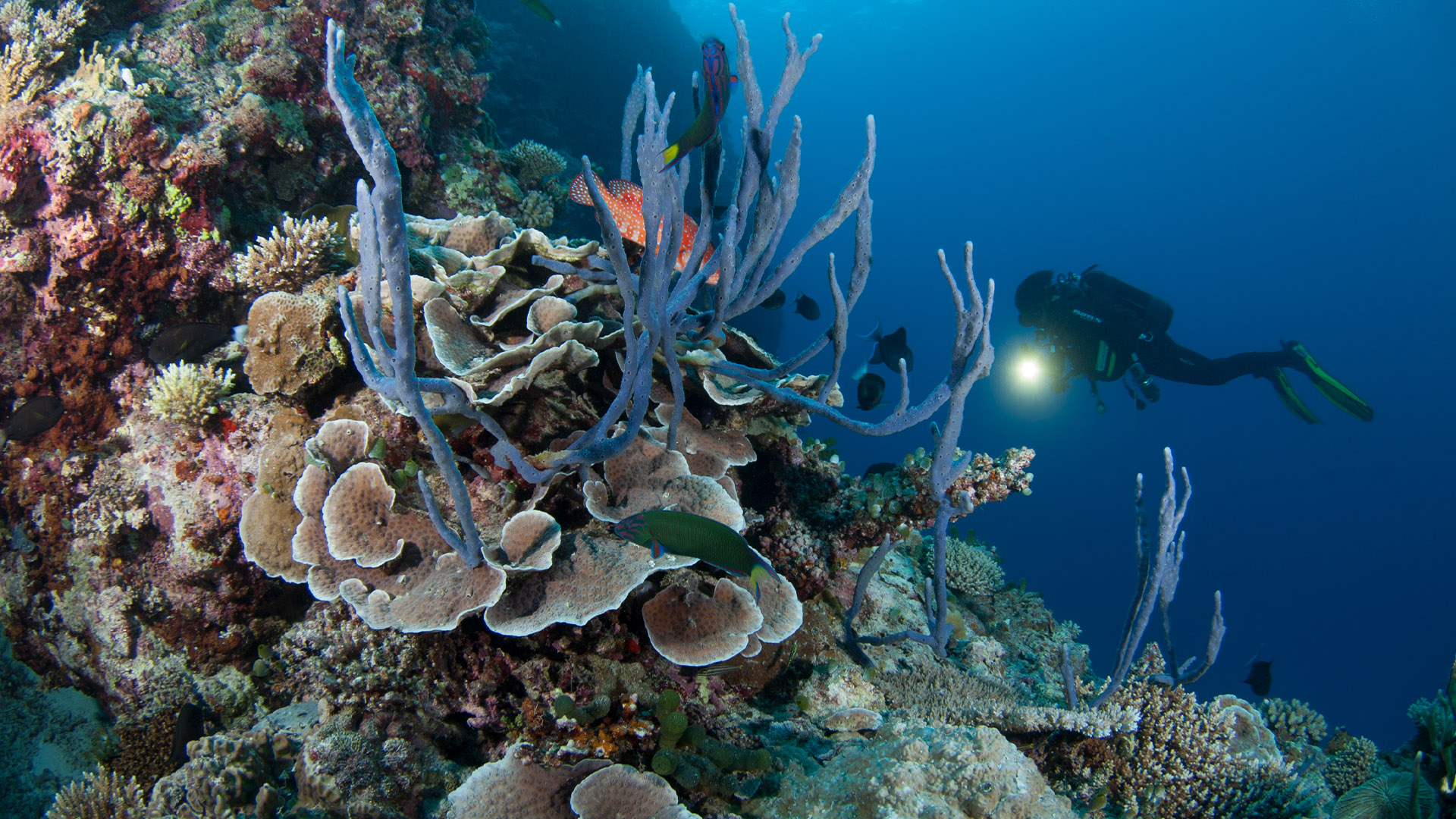 PADI Advanced Open Water Diver Course