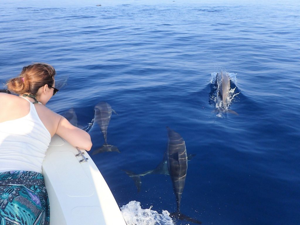 Nurse Shark and Dolphin Cruise