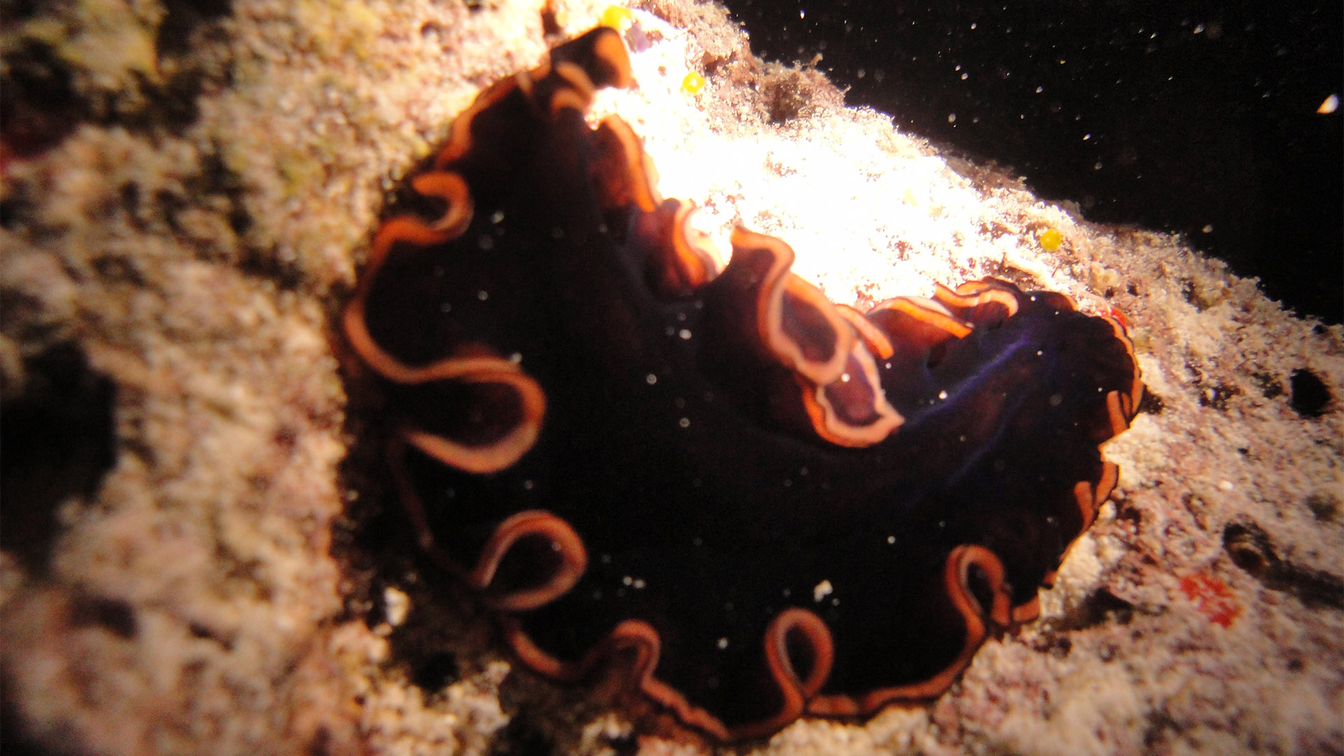 Night Dive