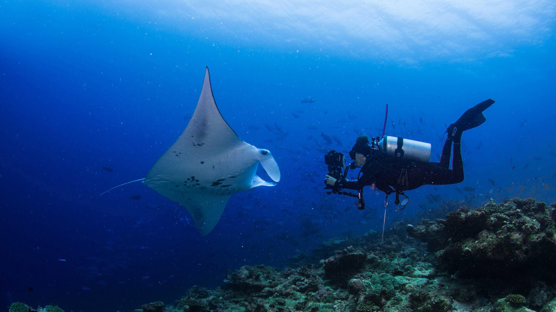 Dive Bundles