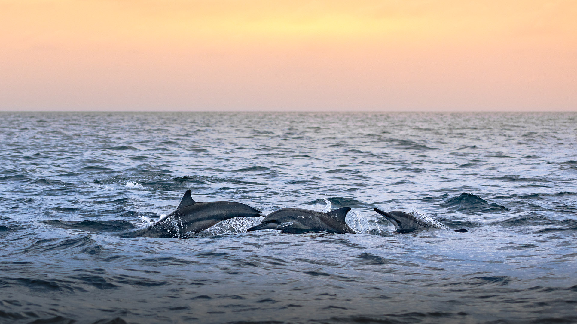 Dolphin Sunset Cruise