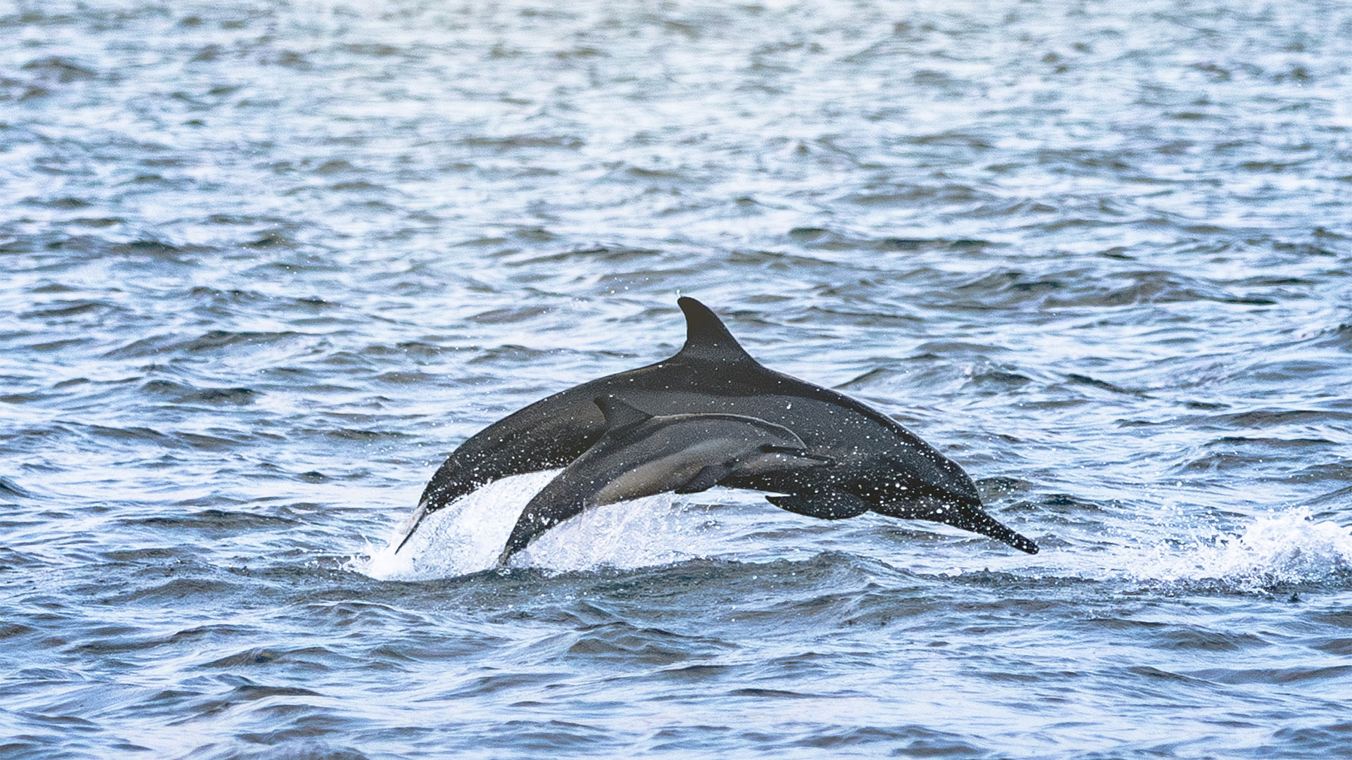 Dolphin Sunset Cruise