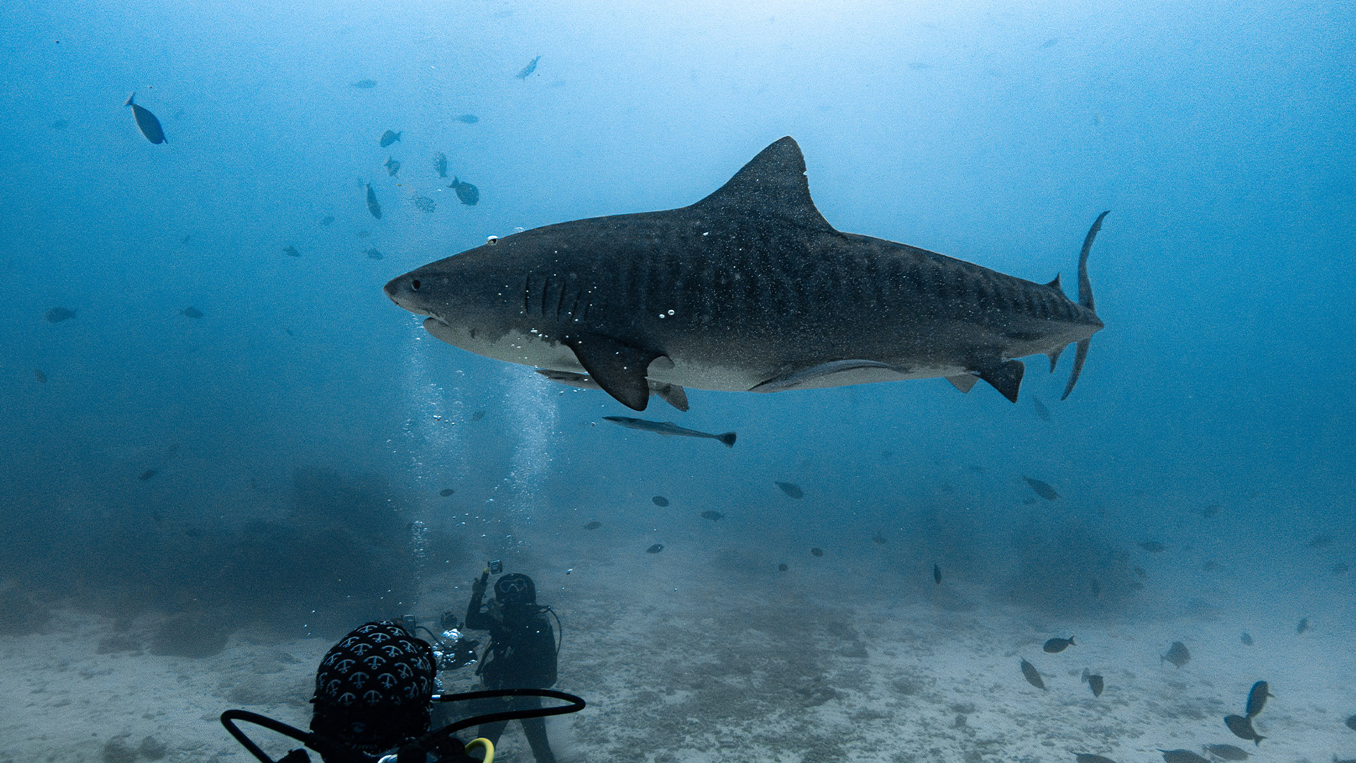 Dive Bundles