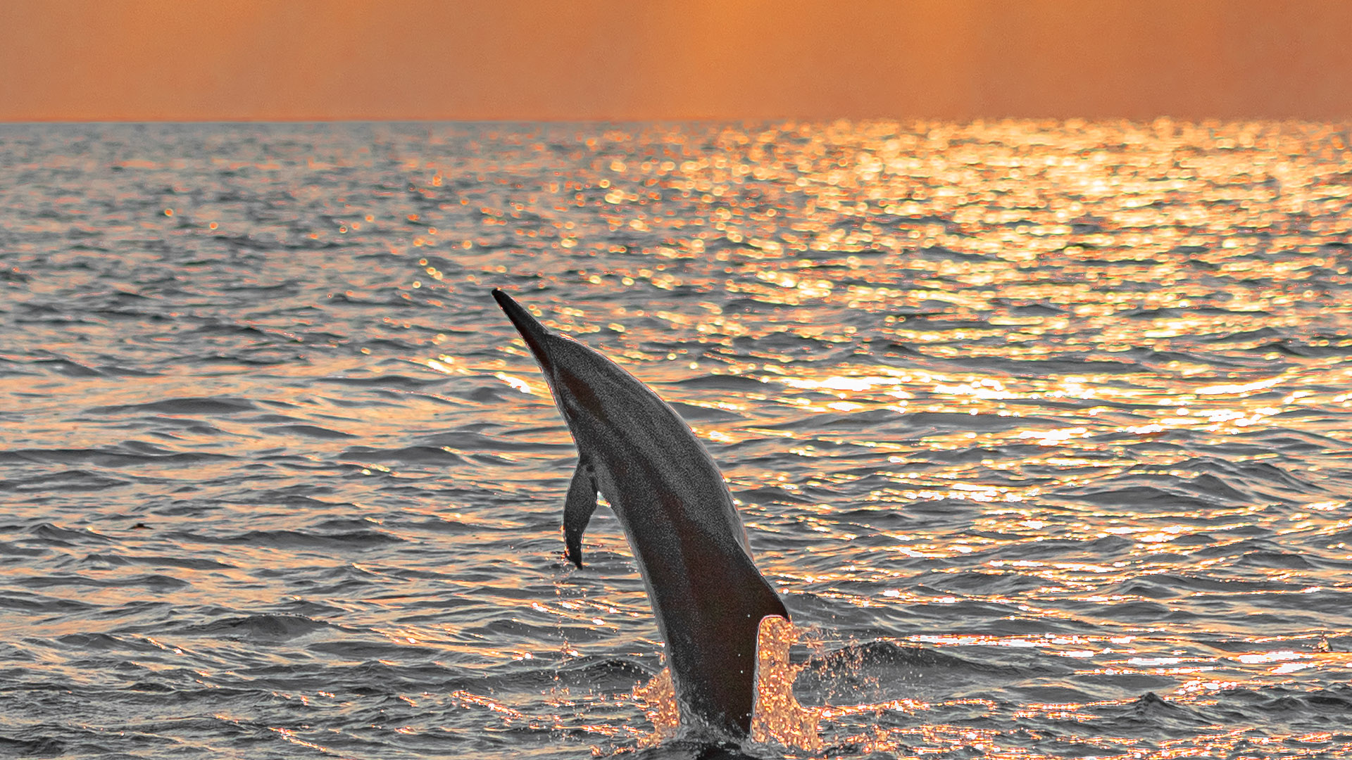 Dolphin Sunset Cruise