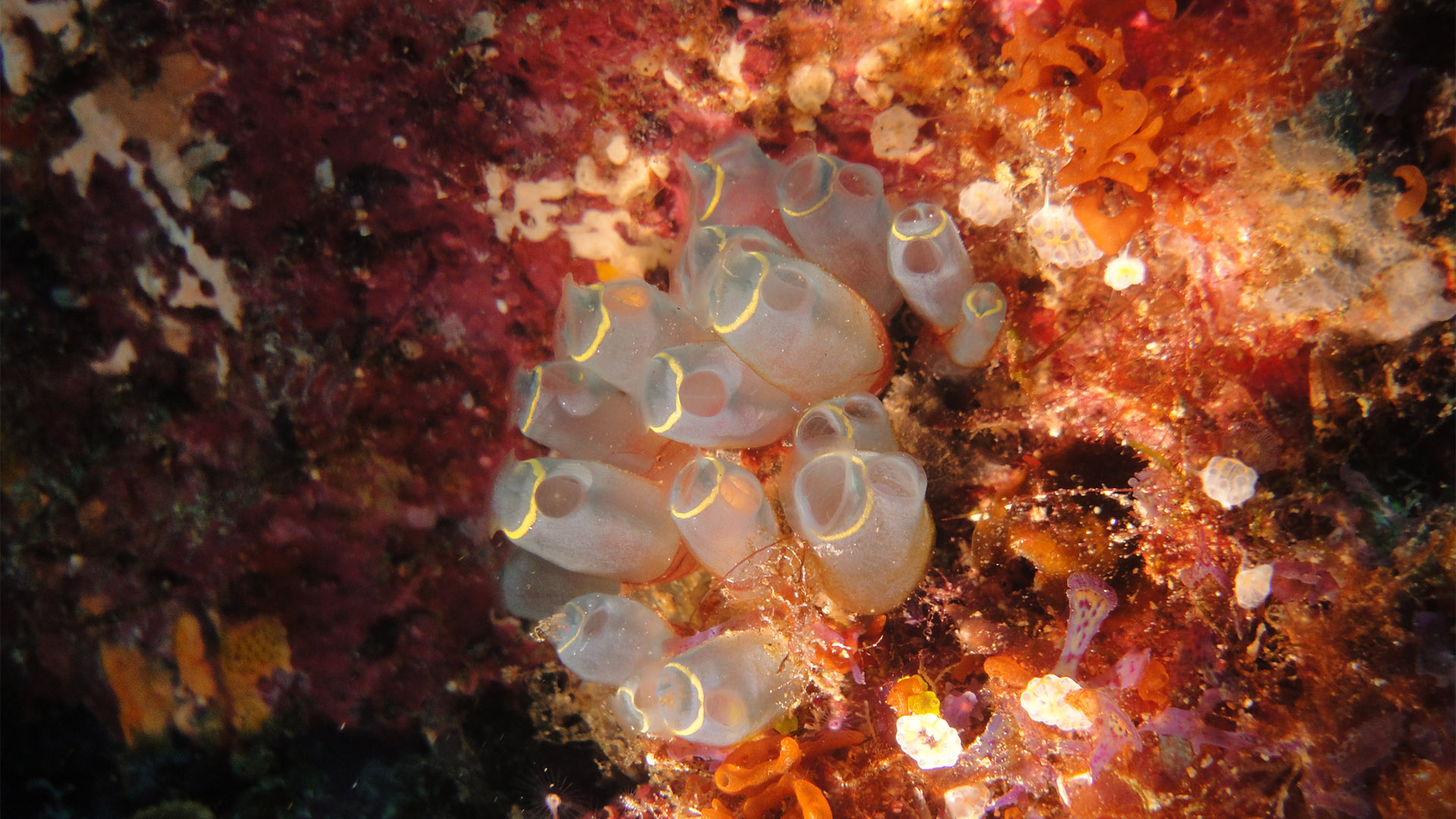 Night Dive