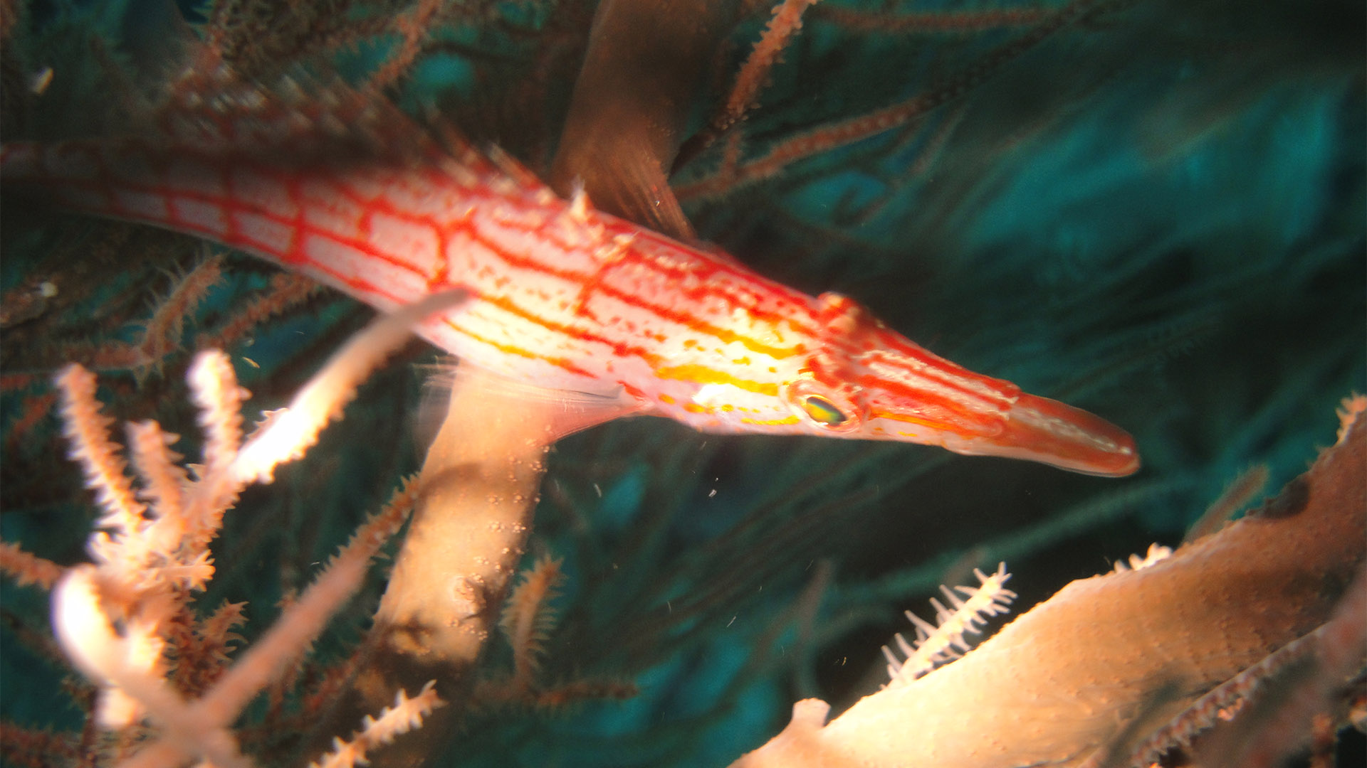 Night Dive