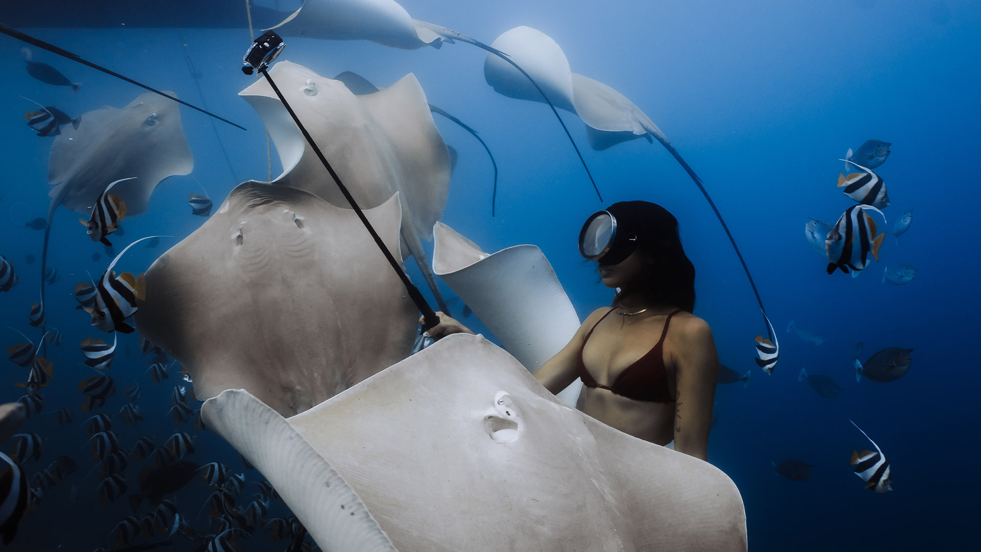 Stingray Snorkeling