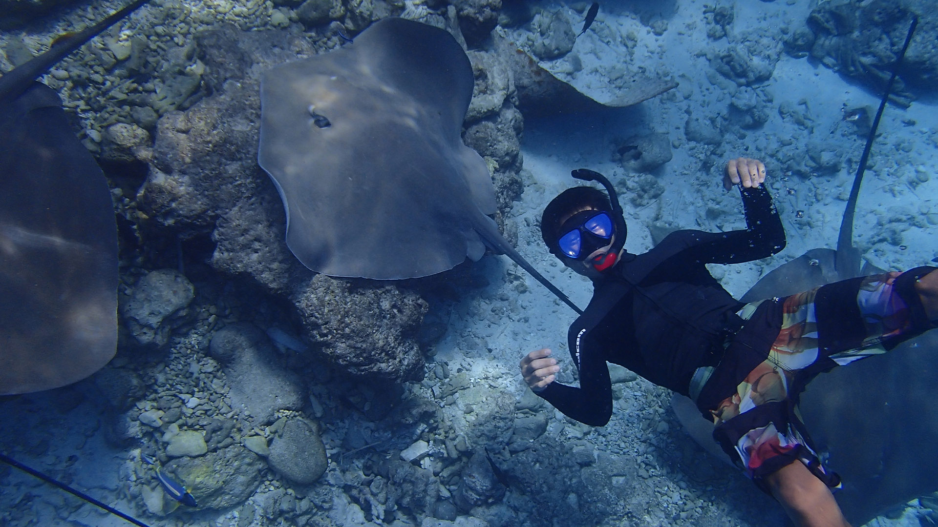 Stingray Snorkeling