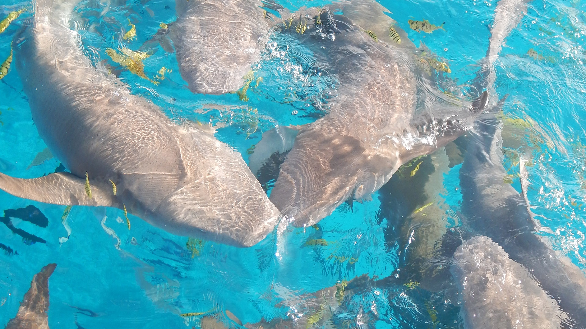 Nurse Shark Snorkeling
