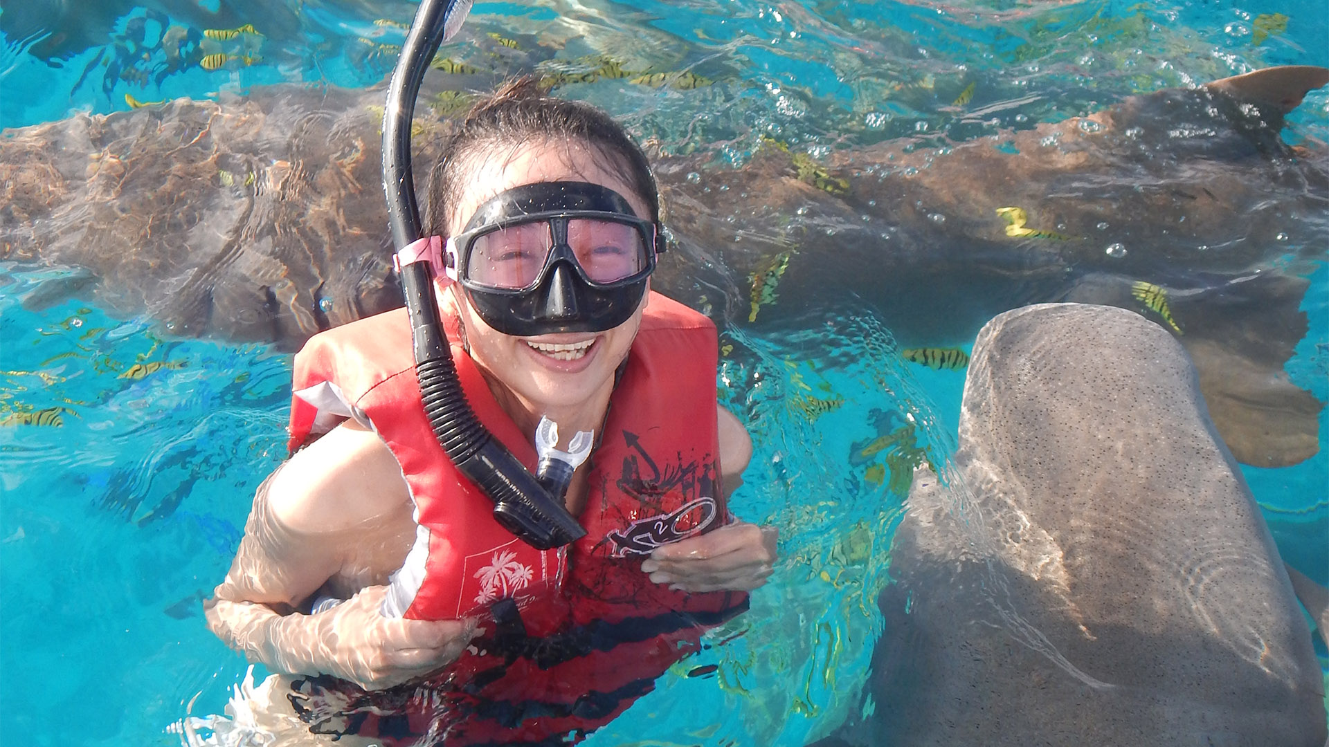 Nurse Shark Snorkeling