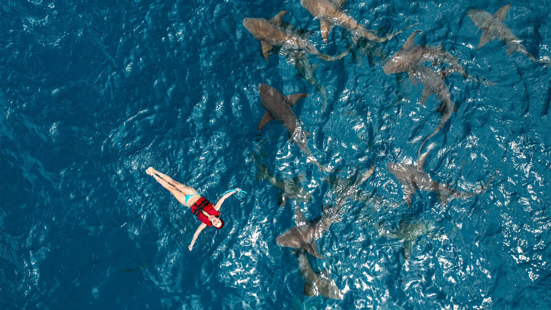 Nurse Shark Snorkeling