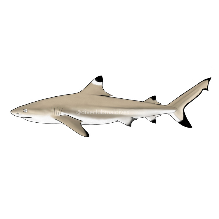Blacktip Reef Shark