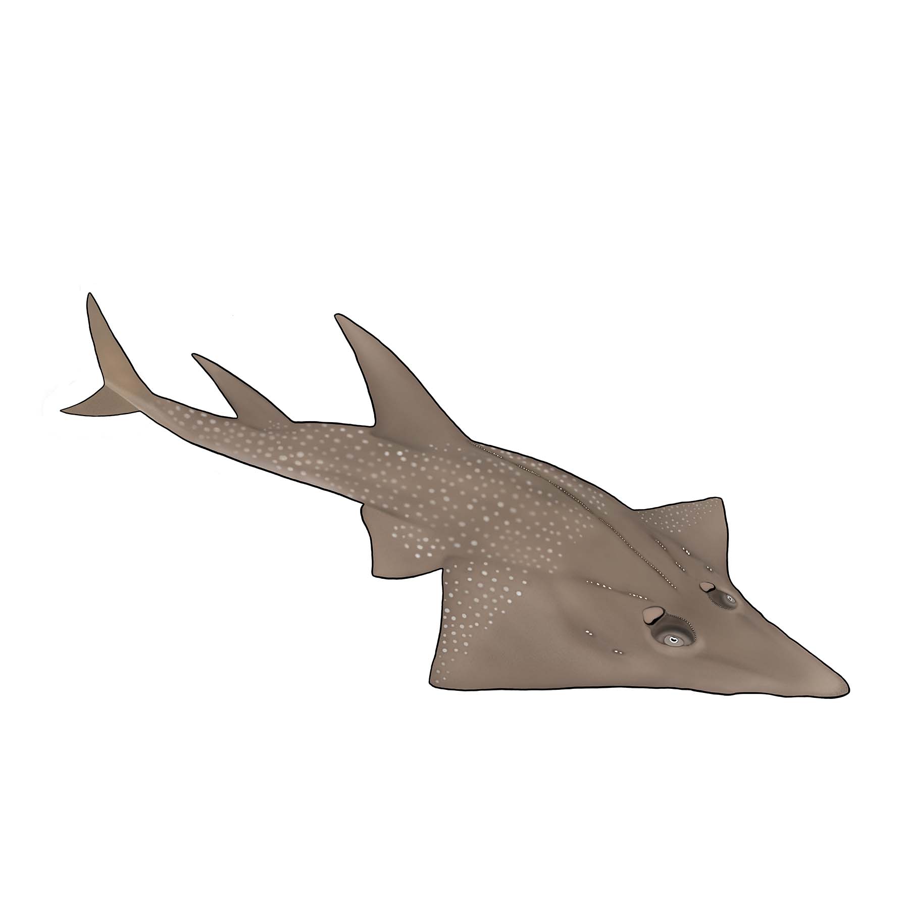 Giant Guitar fish