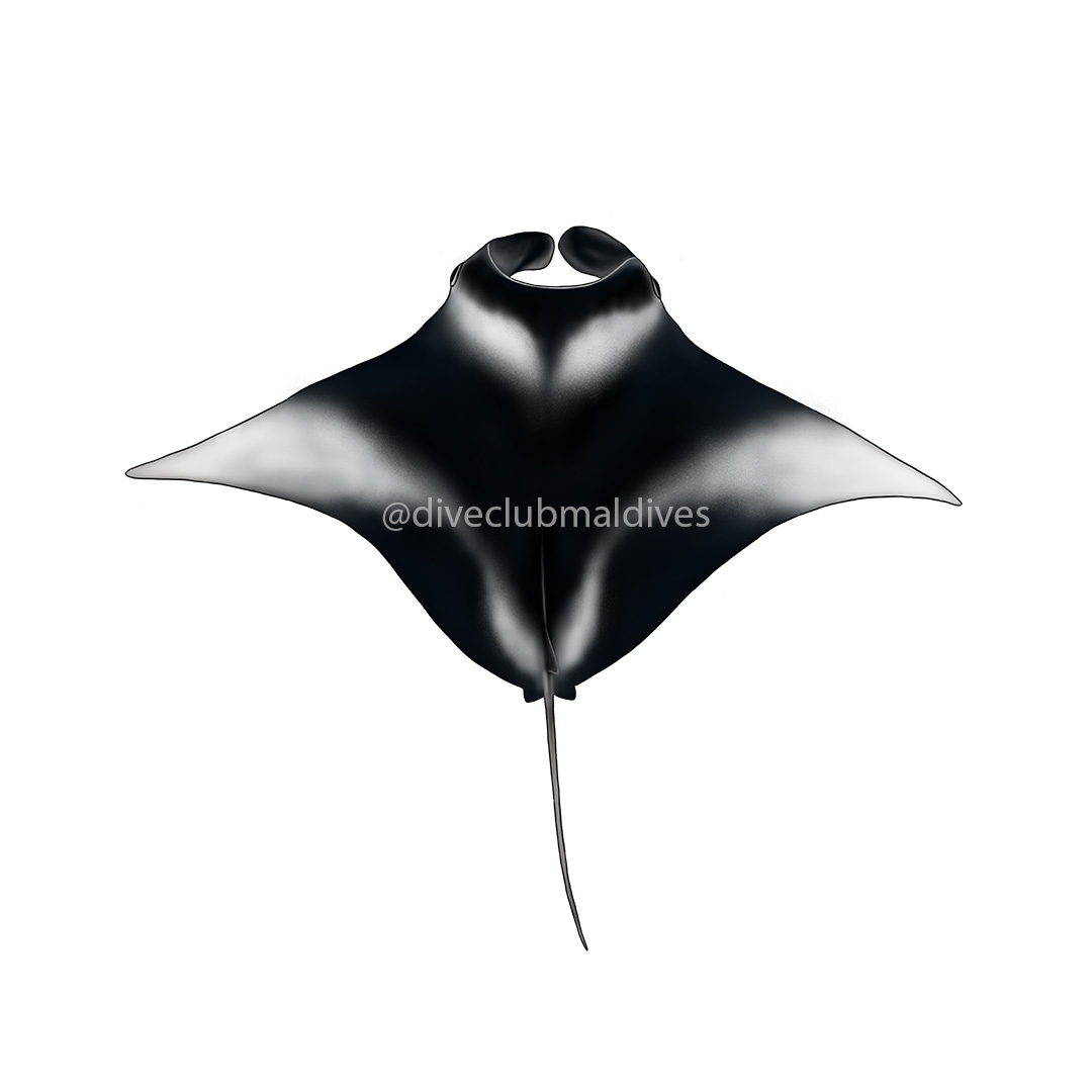 Reef Manta Ray