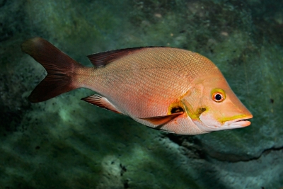 Humpback red snapper