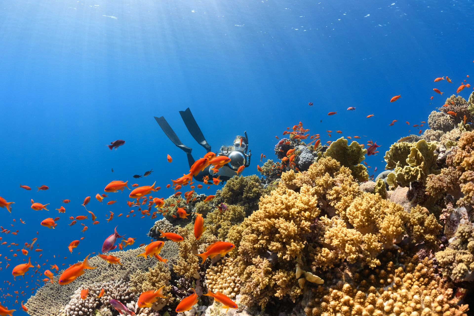 Scuba divers exploring a reef